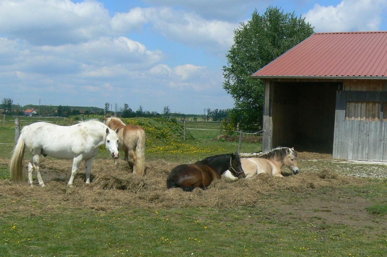 Appartamento Spring-Hof Oberostendorf Esterno foto